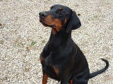 DoBeDog
