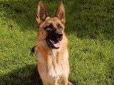 DoBeDog