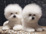 Bichons frisés toiletté pour concours