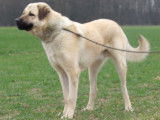 King of kangal