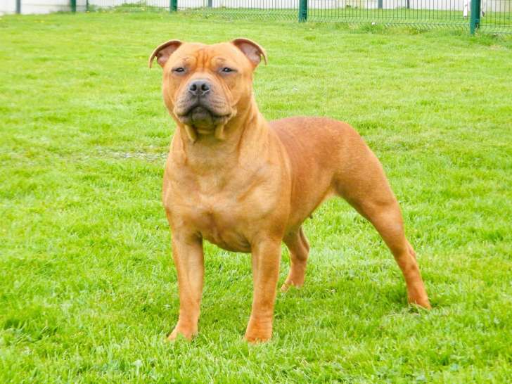 Athéna Du Royaume de Layka