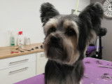 L'îl'eau chiens