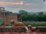 Pepper & Pixel nos chiennes