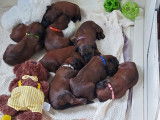 chiots de Pepper nés en 2020
