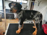 Caninou