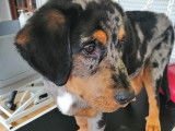 Caninou