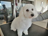 Caninou