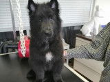 Caninou
