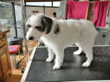 Caninou