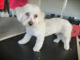 Caninou