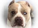 Powerful Bully Kennel