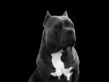 Powerful Bully Kennel