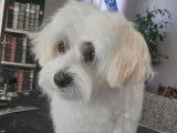 Au Paradis Canin