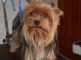 Au Paradis Canin