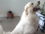Au Paradis Canin
