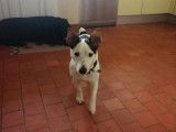 Teacher's Dog