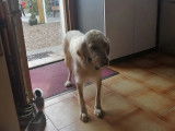 Teacher's Dog