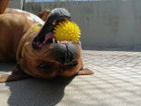 Teacher's Dog