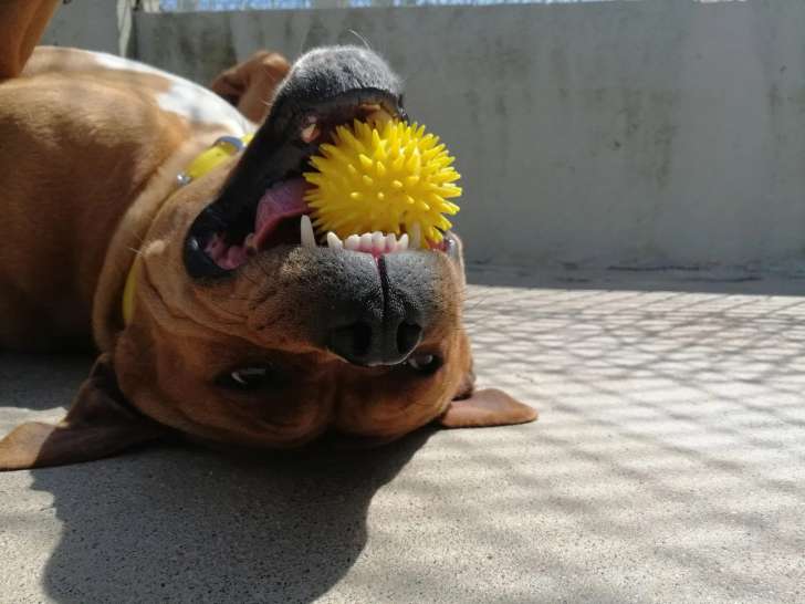 Teacher's Dog