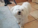 Teacher's Dog