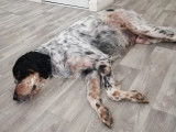 Teacher's Dog