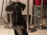 Teacher's Dog
