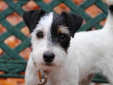 Septième Ciel Terrier