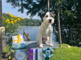 Septième Ciel Terrier
