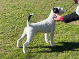 Septième Ciel Terrier