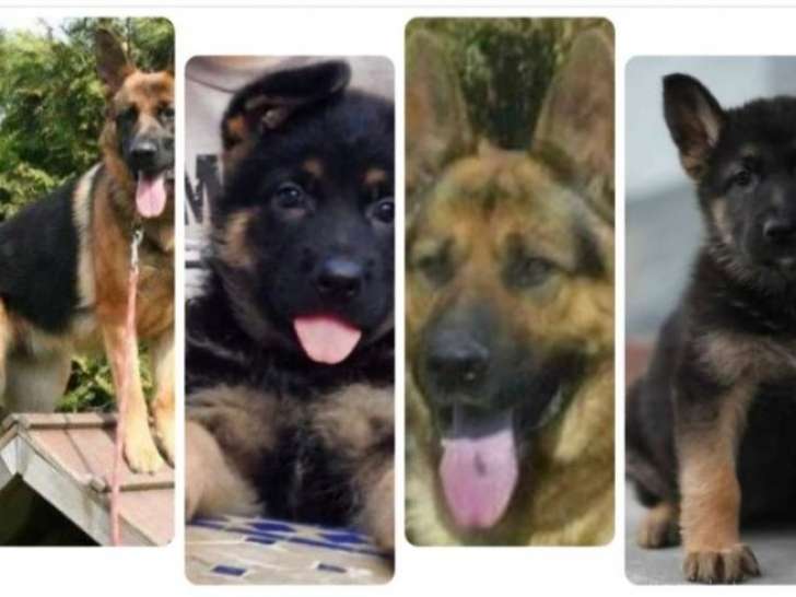 Chiots berger allemand. Parents présents. Bienvenue avec vos enfants !