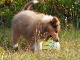 Collies of Ardennes Hearts