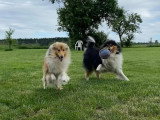 Collies of Ardennes Hearts
