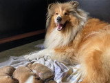 Collies of Ardennes Hearts