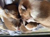 Collies of Ardennes Hearts