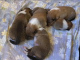 Collies of Ardennes Hearts
