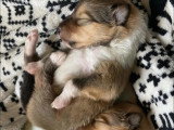 Collies of Ardennes Hearts