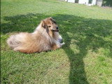 Collies of Ardennes Hearts