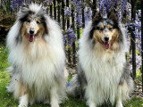 Collies of Ardennes Hearts