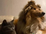 Collies of Ardennes Hearts
