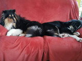Collies of Ardennes Hearts