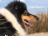 Collies of Ardennes Hearts