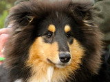 Collies of Ardennes Hearts