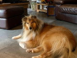 Collies of Ardennes Hearts