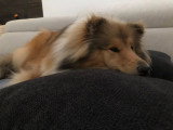 Collies of Ardennes Hearts