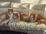 Collies of Ardennes Hearts