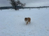 Collies of Ardennes Hearts