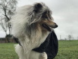 Collies of Ardennes Hearts