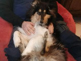Collies of Ardennes Hearts