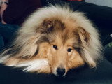 Collies of Ardennes Hearts
