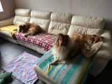 Collies of Ardennes Hearts